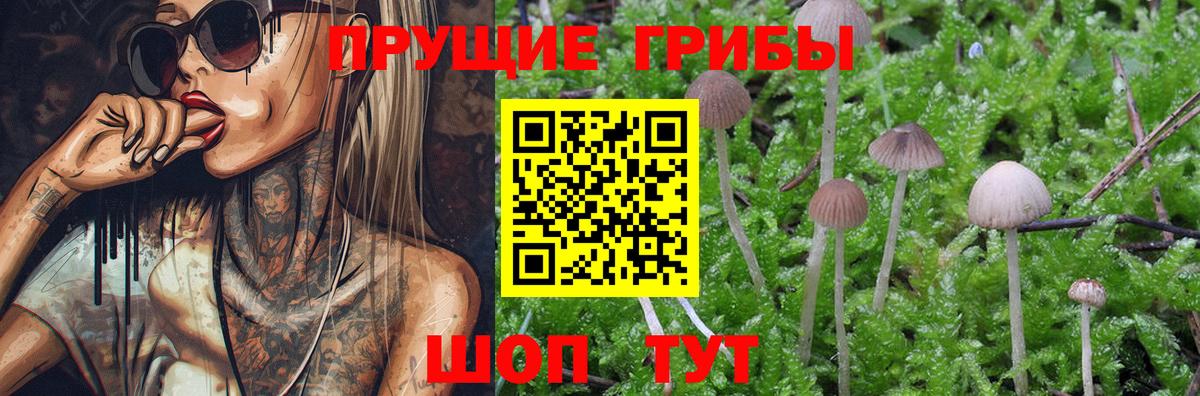 Галлюциногенные грибы Psilocybe Ярцево